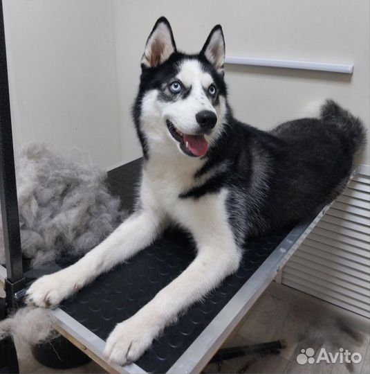 Груминг студия асси. Стрижка, экспресс-линька