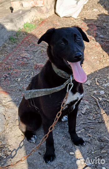 Собака в добрые руки. Доставка