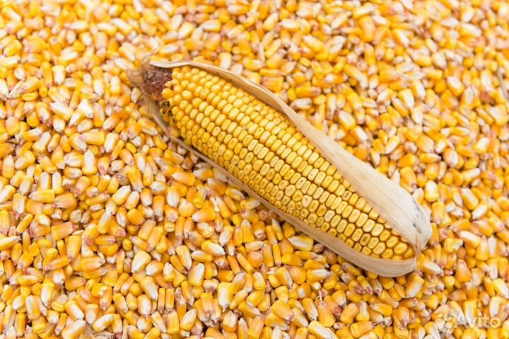 Зерно (пшеница, ячмень, овес,кукуруза, просо)