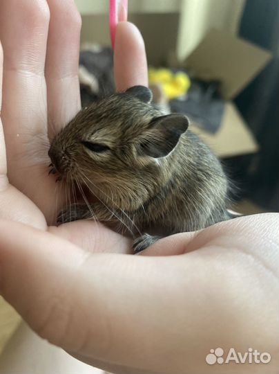 Бельчата дегу