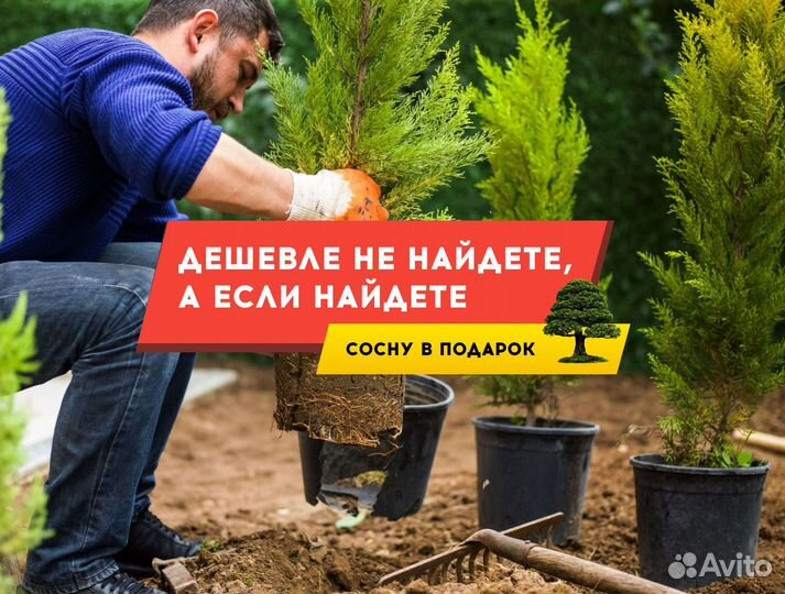 Туя Брабант 1,5 м