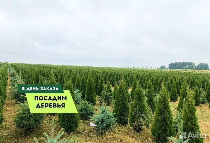 Туя Смарагд 2-2.2 м