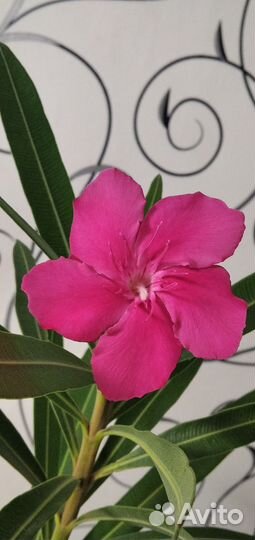 Олеандр Dabl Red