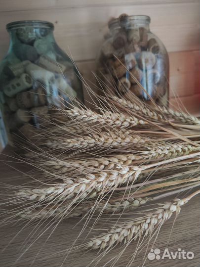 Колосья пшеницы