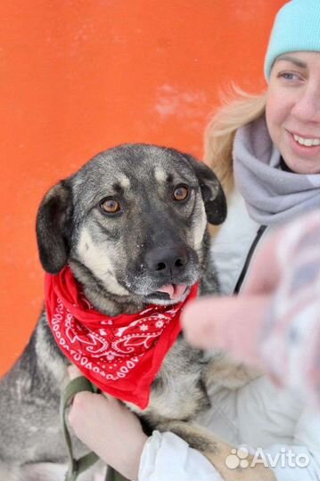 Собаки бесплатно