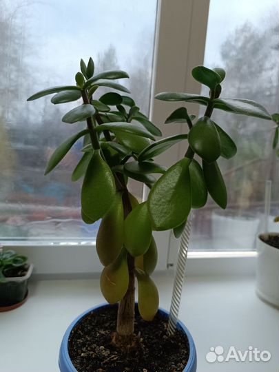 Толстянка, крупный лист, столетник