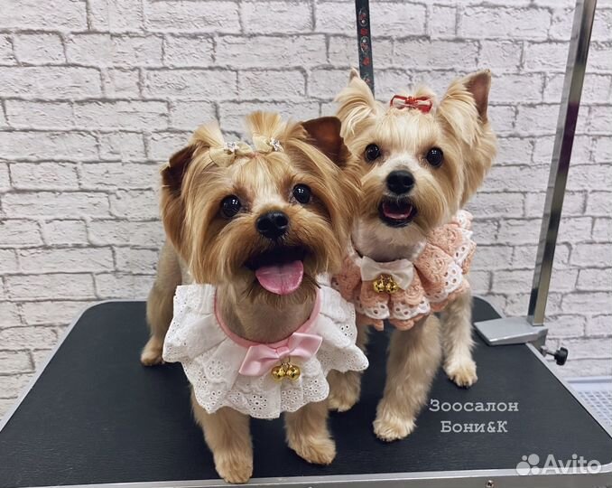 Стрижка собак мелких пород