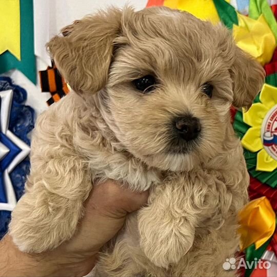 Щенки мальтипу