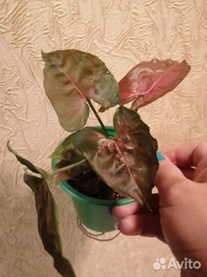 Комнатные растения 5