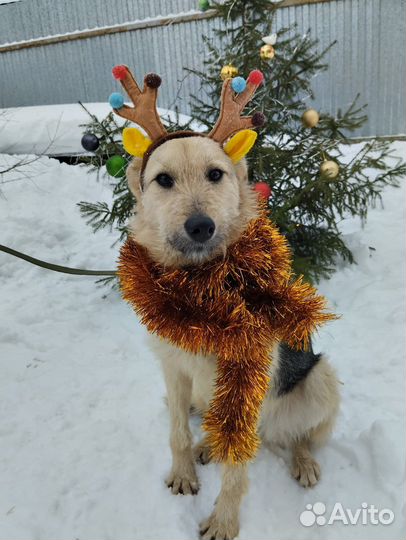 Собаки бесплатно