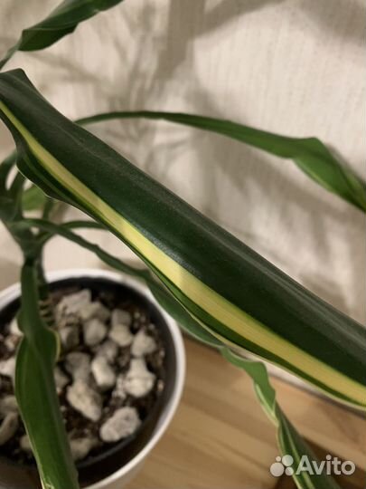 Драцена фрагранс