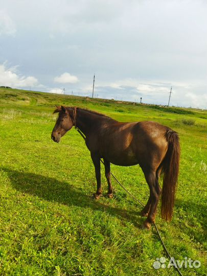 Лошадь кобыла