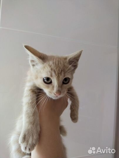 Котенок мальчик