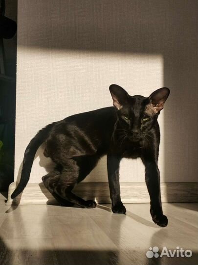 Вязка с Ориенталом