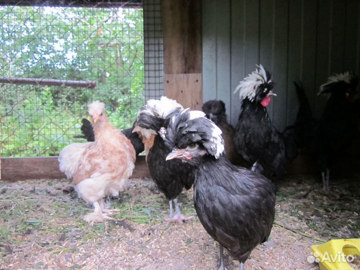 Инкубационное яйцо,цыплята, куры