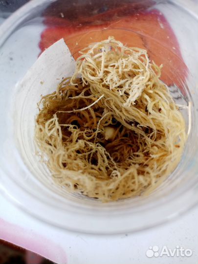 Обновлено.Алоказия Аzlani(клубень),хамелонема