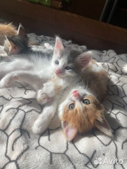 Котята в добрые руки