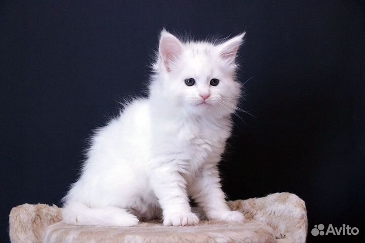 Мейн кун белый солид котик