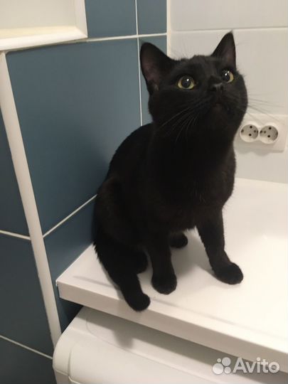 Кот котенок
