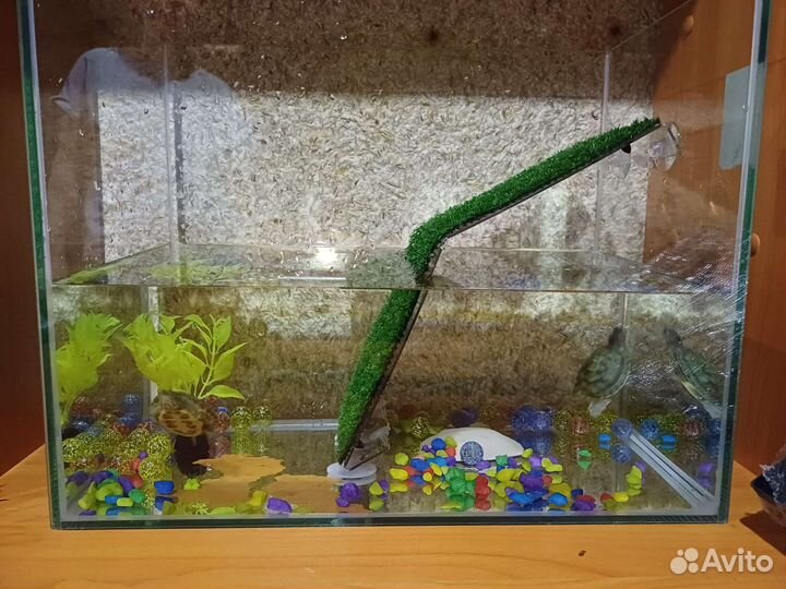 Краснаухие черепахи бесплатно