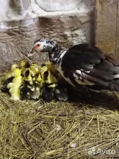 Мускусные утки индоутки индоутята