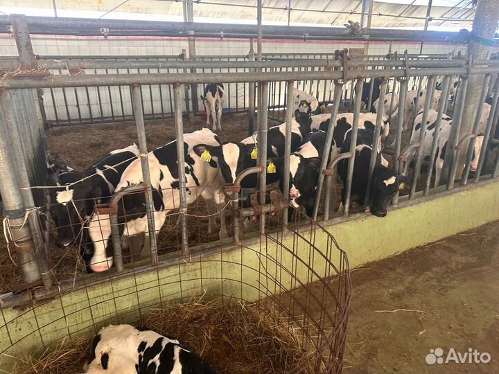 Абердин ангус бычки