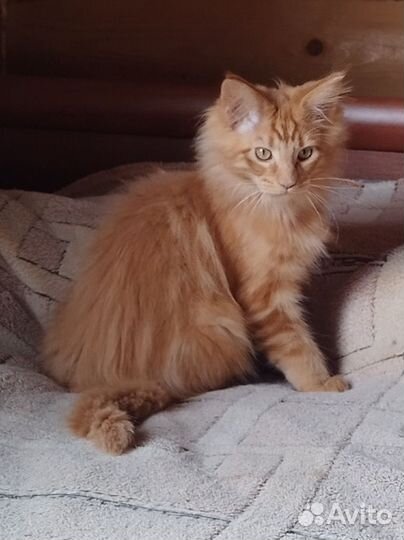 Котята мейн-кун