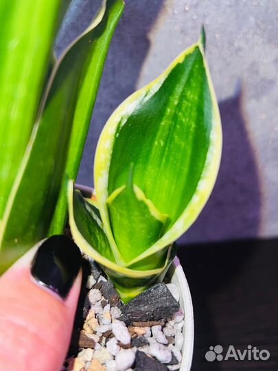 Сансевиерия Ханни Пагода Стриата