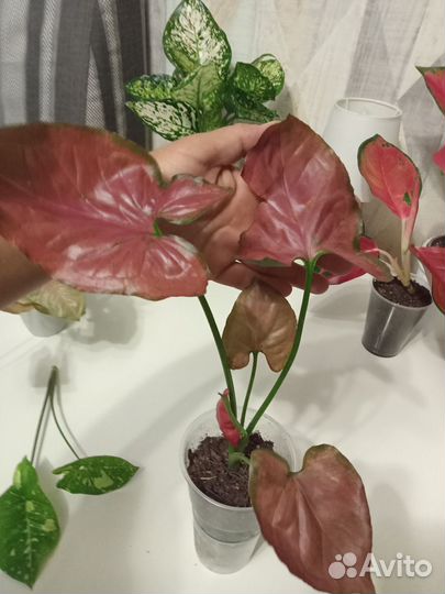 Орм наг сингониум крупный куст