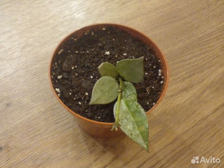 Хойя эскимо