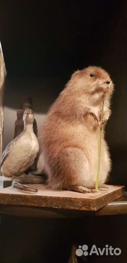 Чучело Ондатры