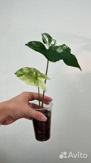 Фикус/филодендрон/сциндапсус/сингониум