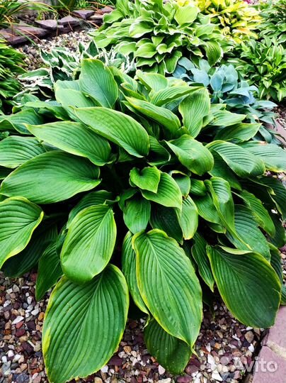 Саженцы хосты