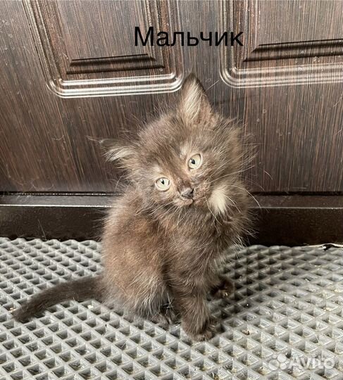 Котята в добрые руки