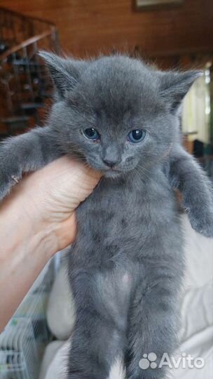 Кошка в дар бесплатно