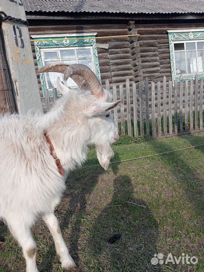 Продаю козла