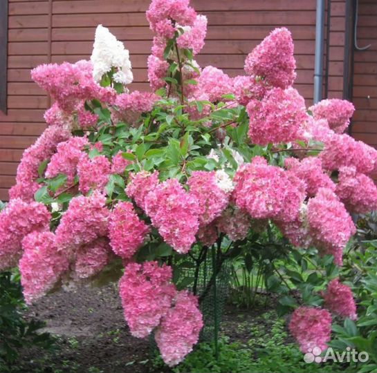 Гортензия метельчатая саженцы