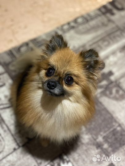 Шпиц на вязку девочка