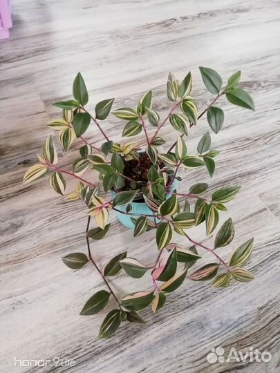 Кализия, традесканция триколор, хлорофитум