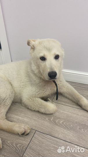 Собака алабай-метис в добрые руки)