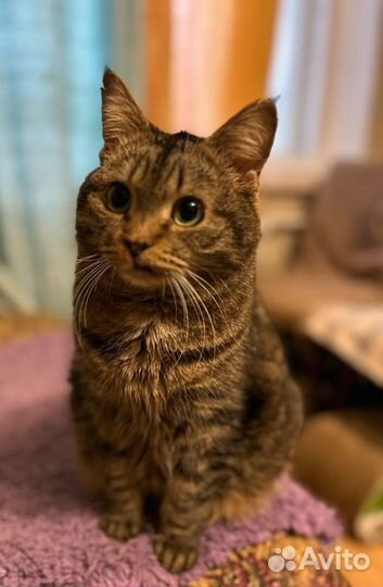 Спокойная ласковая Василисонька ищет передержку до