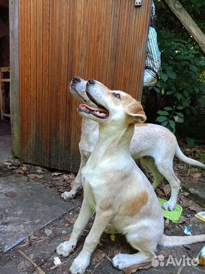 Собака в добрые руки