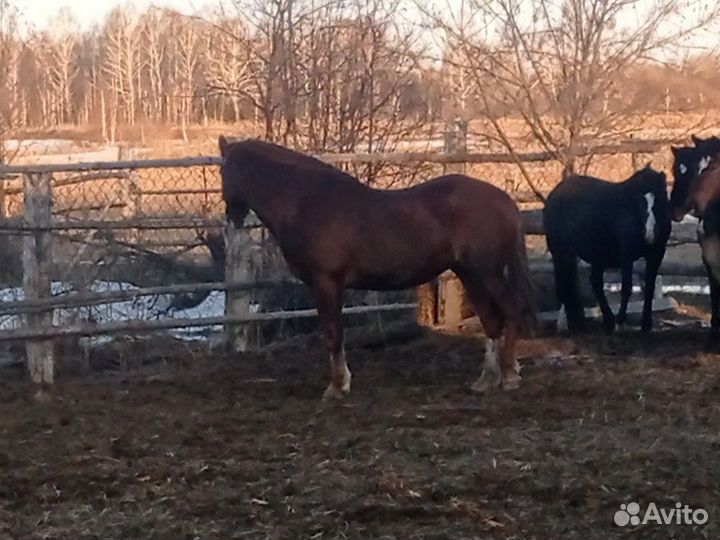 Жеребец 7 лет