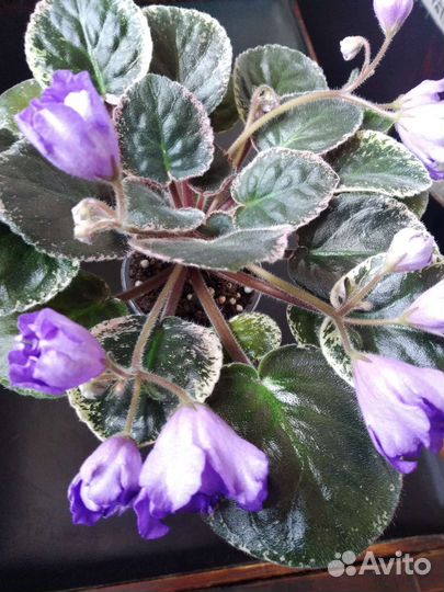 Фиалки сортовые