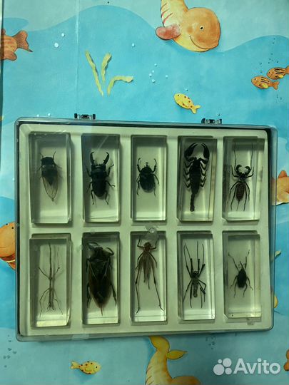 Коллекция насекомых в стекле