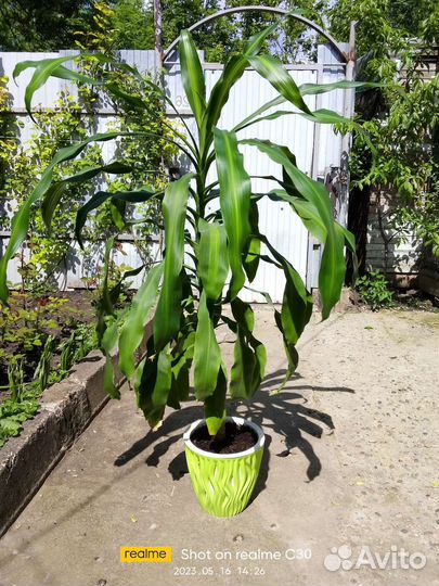 Драцена душистая