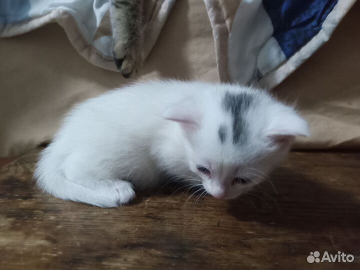 Котята