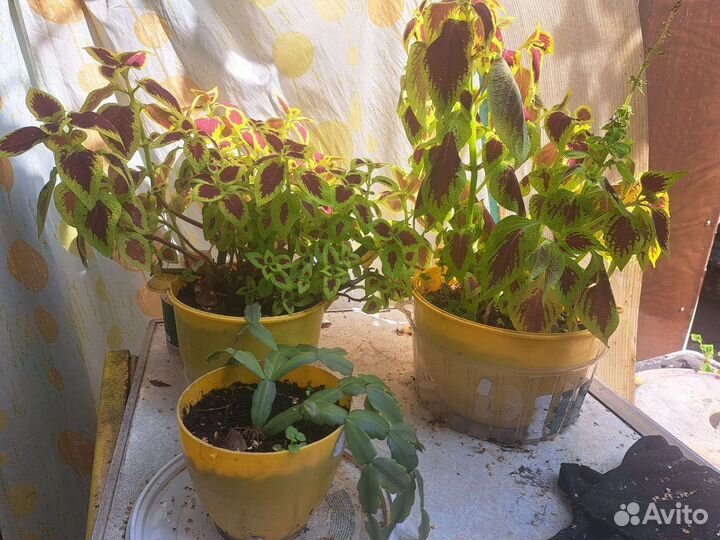 Толстянка, (денежное дерево), каланхоэ