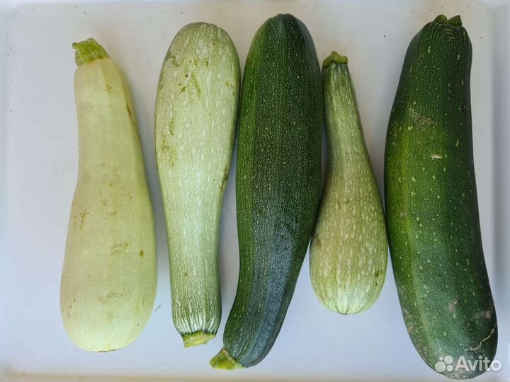 Кабачки свои грунтовые