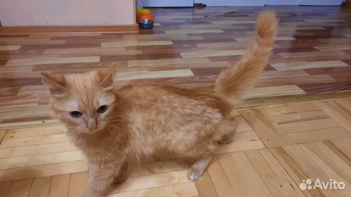 Кошки в добрые руки